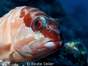 Blacktip Grouper, taken at El Quadim with Canon G10 and U... by Beate Seiler 